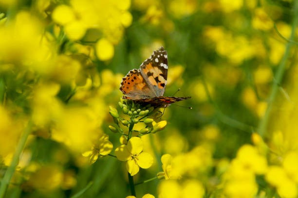 Rapeseed field with a beautiful butterfly on a flower