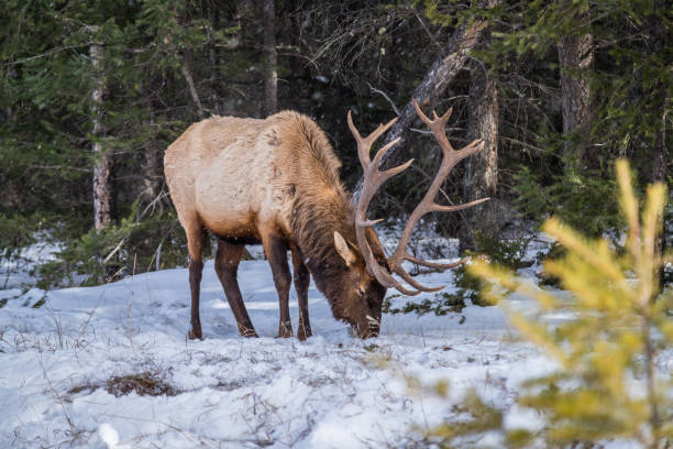 istock Large male Elk in the winter 1190689917