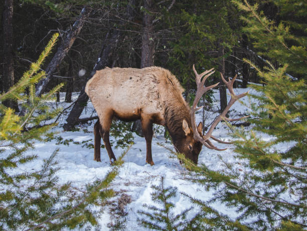 istock Large male Elk in the winter 1190690674