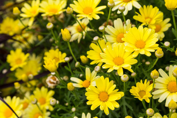 istock Yellow flowers with copy space 1190690722