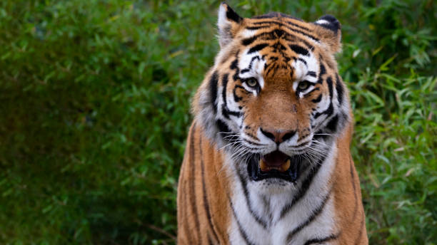 istock tiger head from the side in daylight with writing space 1190691833