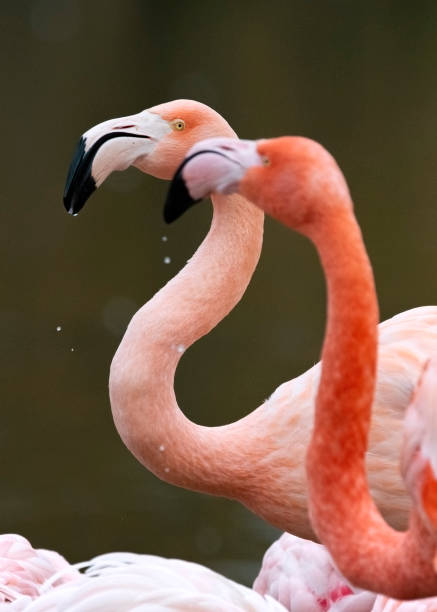 istock Tow Flamingo one looking to another close up Head shoot 1190691973