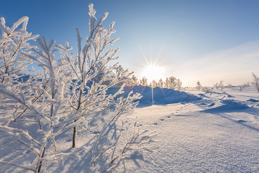 Winter landscape with snow-covered trees and sun, Norway