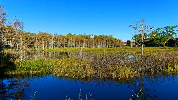 istock autumn foliage in a cypress swamp 1190692097