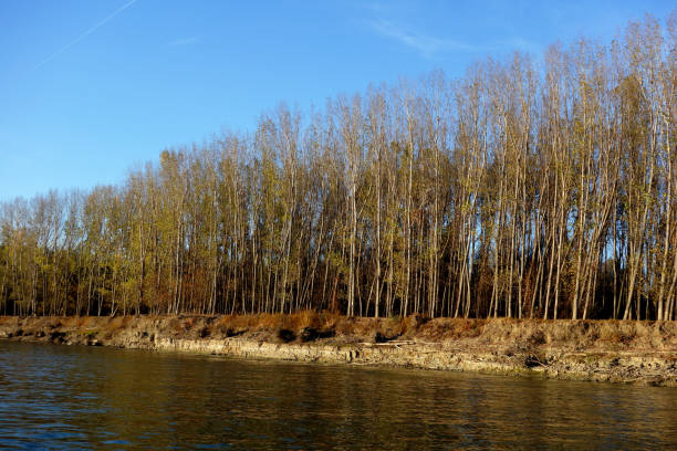 istock Reversible leaves in November on the Danube  3 1190693052