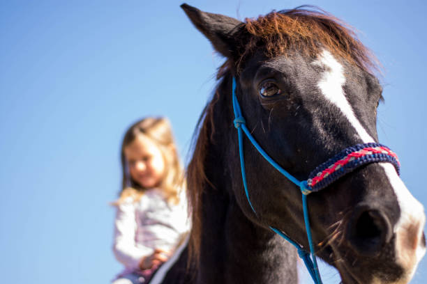 istock Portrait of a horse 1190696309