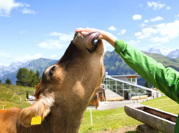 istock Cow in the mountains 1190699397