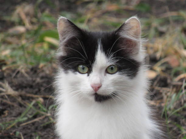 Portrait of a cat on the street