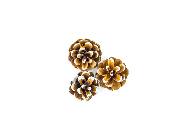 istock Christmas pine cones on a white background with place for text. 1190701534