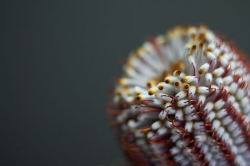 Close up of Banksia flower also know as Australian honeysuckle on dark background