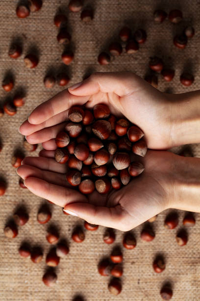 istock a handful of fresh hazelnuts, hazelnuts for health 1190704966