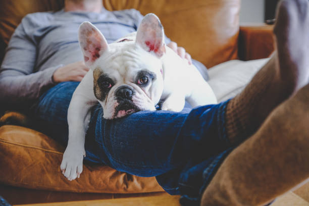 mann schläft auf sofa zusammen mit seiner französischen bulldogge ruht auf seinem schoß - auf dem schoß stock-fotos und bilder