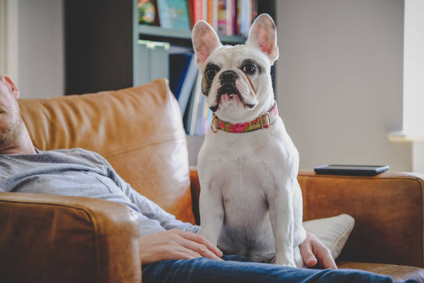 istock Man sleeping on sofa together with his dog sitting on his lap 1190713628