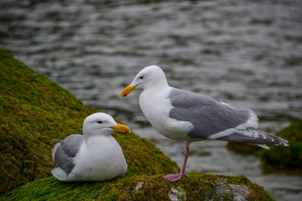 istock Seagulls in Stanley Park 1190713639