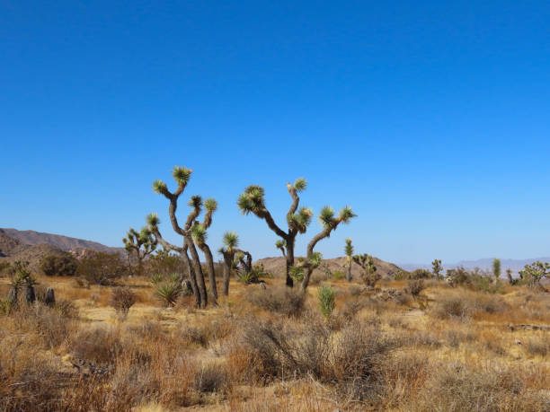 istock Joshua Tree National Monument 1190714415