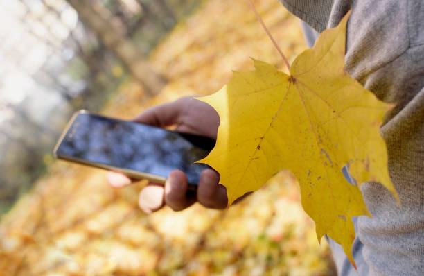 istock Hand with mobile phone and yellow leaf of maple 1190714484