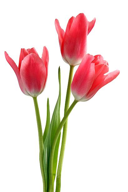 istock pink tulips isolated 119071523