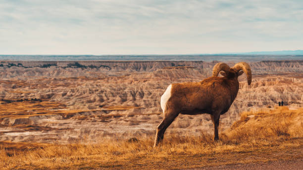 bighorn sheep overlooking the badlands valley