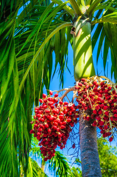 Queen Palm Tree Berries The vibrant red berries or seeds of the Queen Palm hang like grapes from the trunk of a Queen Palm tree in St. Thomas. syagrus stock pictures, royalty-free photos & images