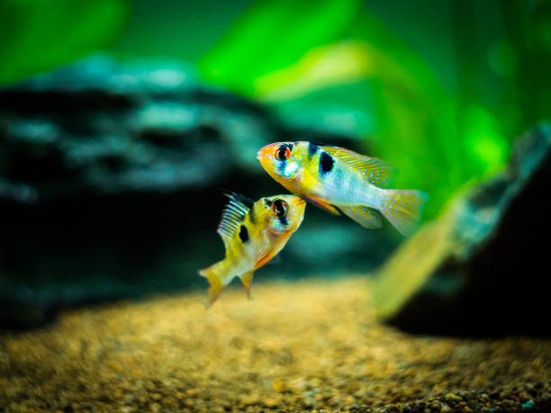 couple of ram cichlid (Mikrogeophagus ramirezi) in a fish tank couple of ram cichlid (Mikrogeophagus ramirezi) in a fish tank blue ram fish stock pictures, royalty-free photos & images