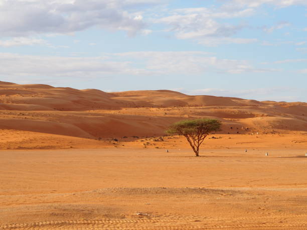 istock Wahiba sands desert in Oman 1190721239