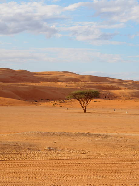 istock Wahiba sands desert in Oman 1190721242