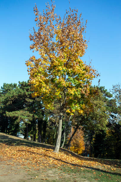 istock Autumn park in Balatonboglar 1190723352