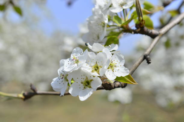 istock Pear flower in full bloom in spring 1190732329