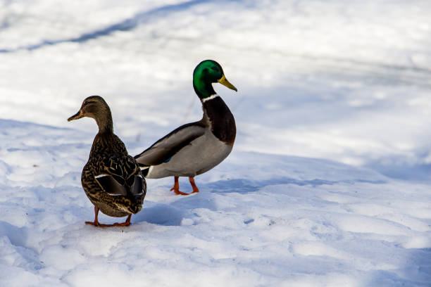istock Wild ducks on a background of white snow 1190733262