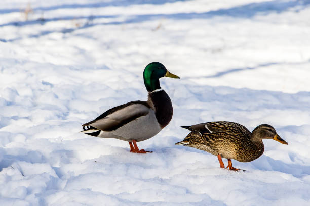 istock Wild ducks on a background of white snow 1190733268