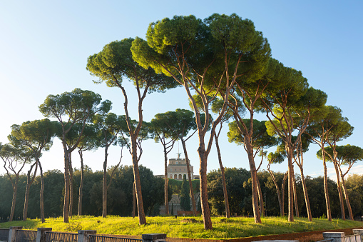 Stone pines under blue clear sky in the Rome, Italy