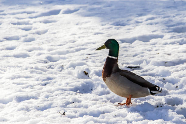 istock Wild ducks on a background of white snow 1190733288