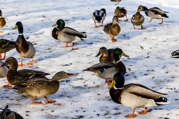istock Wild ducks on a background of white snow 1190733303