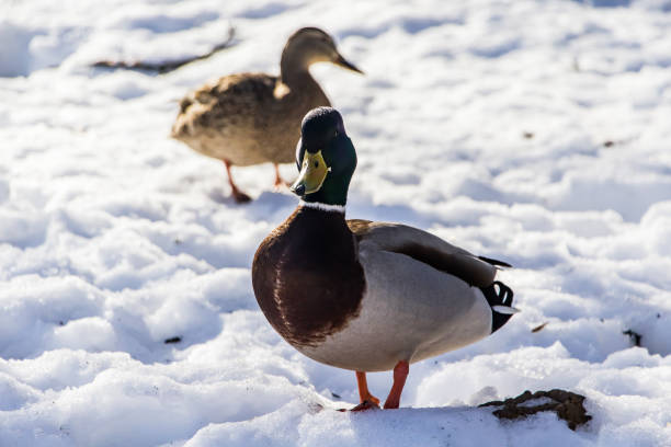 istock Wild ducks on a background of white snow 1190733368