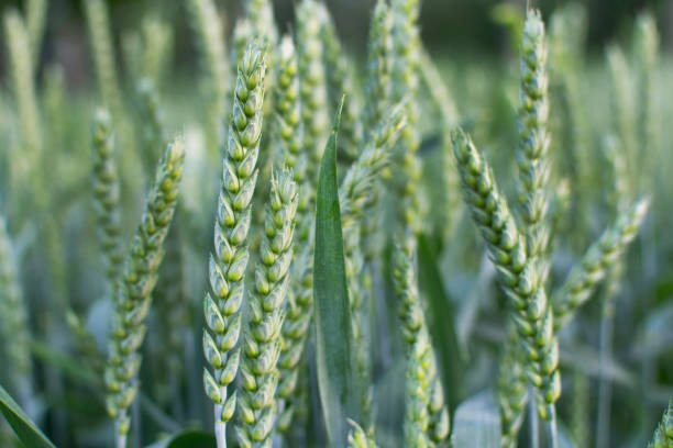 istock The green rye growing in the fields 1190733443