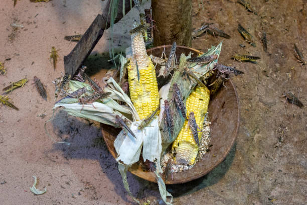 invasion of locusts, locusts eating corn crop-devouring insect invasion of locusts, locusts eating corn crop-devouring insect painted grasshopper stock pictures, royalty-free photos & images