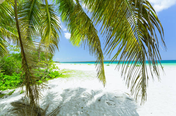istock relaxing pretty inviting view on white sand tropical beach with fluffy fresh green coconut palms against tranquil turquoise ocean and blue sky background 1190734770