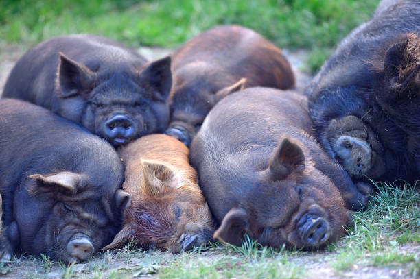 New Zealand Kunekune pig stock photo