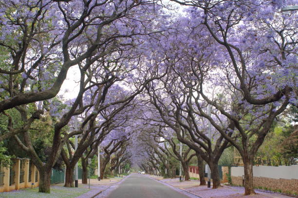 istock Canopy of blooming jacaranda trees 1190739251