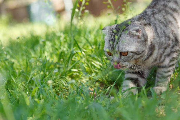 istock tabby cat walks along the grass in the courtyard 1190739849
