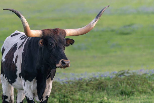istock Head Longhorn in Charge 1190741157