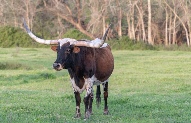 istock Head Longhorn in Charge 1190741174
