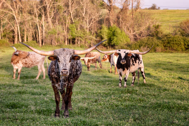 istock Head Longhorn in Charge 1190741178