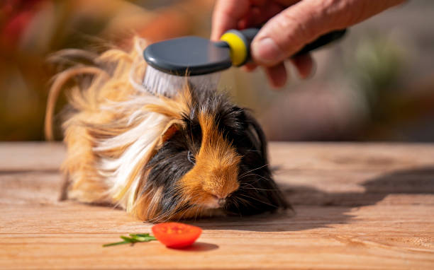 istock Cute Pet Guinea Pig 1190741181