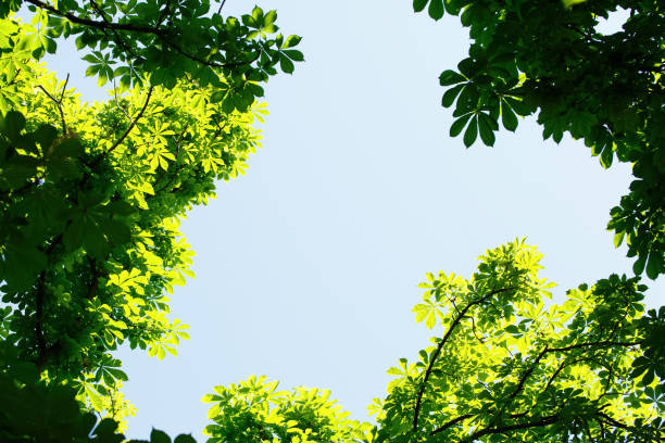 istock crowns of trees in the park 1190742102