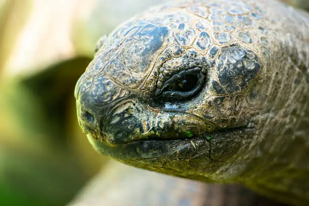 Close up of a Aldabra Giant Tortoise