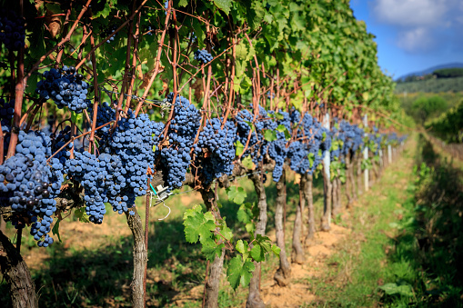 Wine Grape harvest