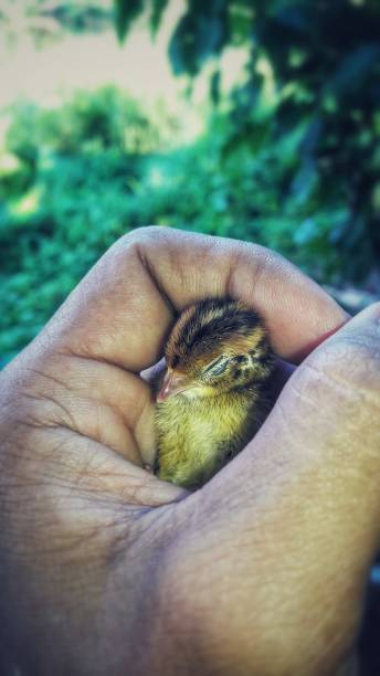 istock Needy baby quail. 1190745900