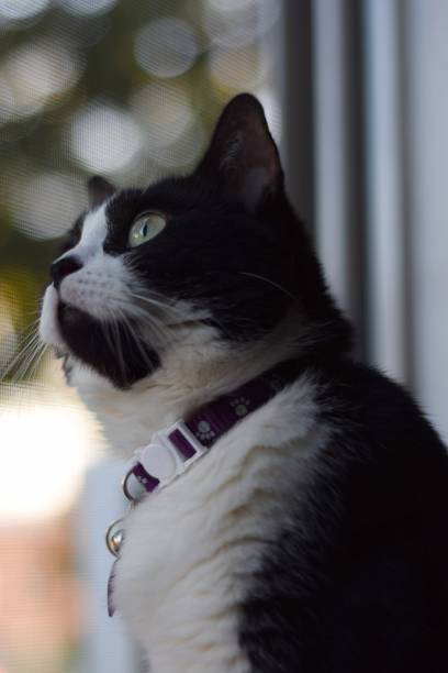 istock black and white cat bird watching 1190745950