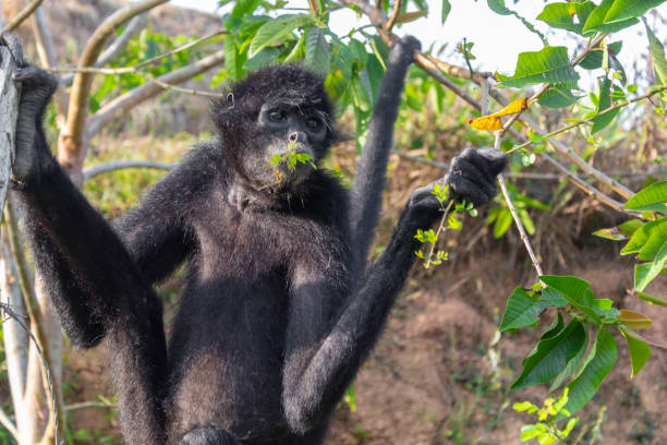 istock A spider monkey forages for food in the forest 1190747513